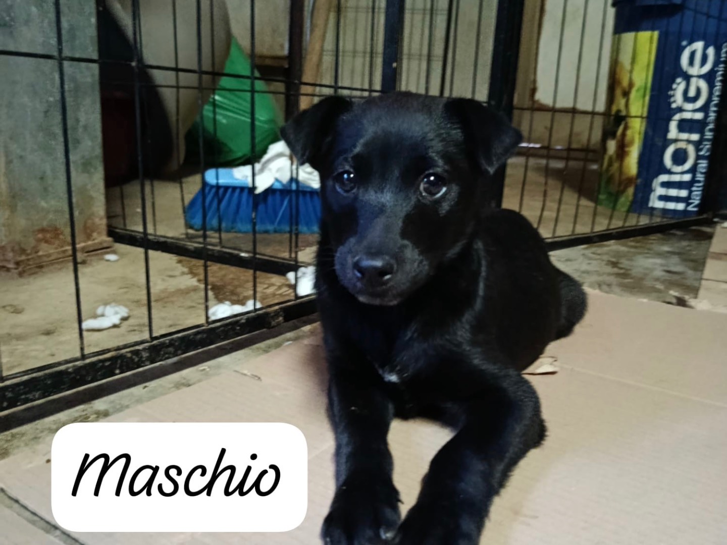 Adozione cane, maschio, Razza sconosciuta Razza sconosciuta, 3 mesi, taglia media contenuta, Avellino