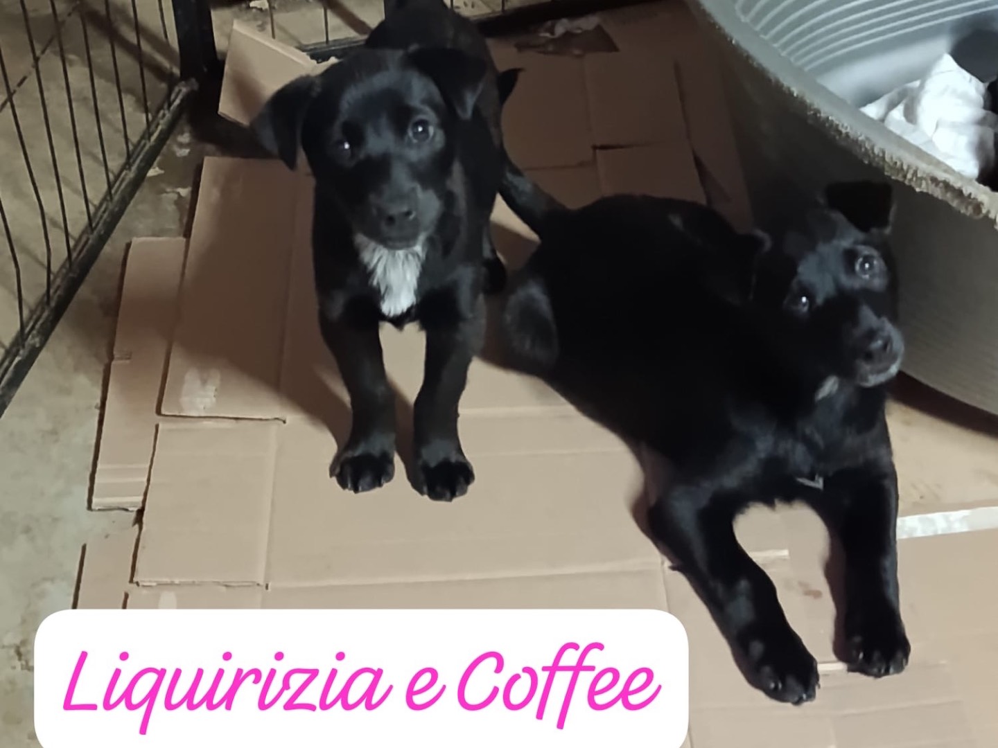 Adotta un cane, maschio, 3 mesi, Avellino