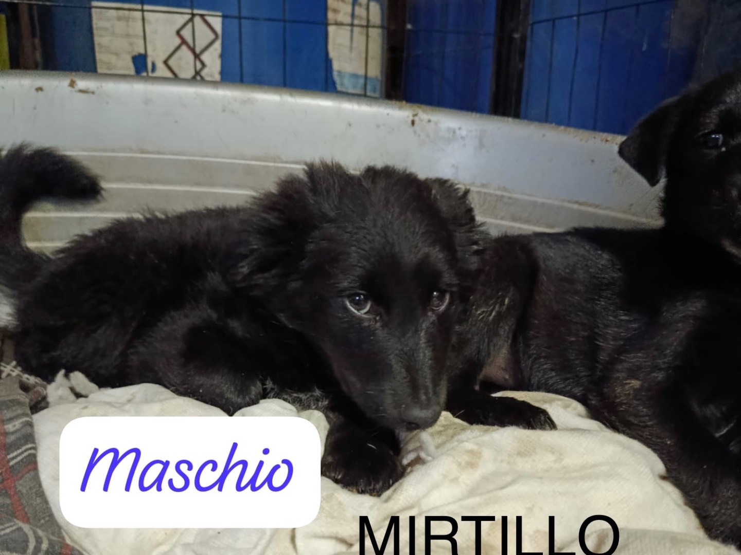 Adozione cane, maschio, Razza sconosciuta Razza sconosciuta, 3 mesi, taglia media contenuta, Avellino