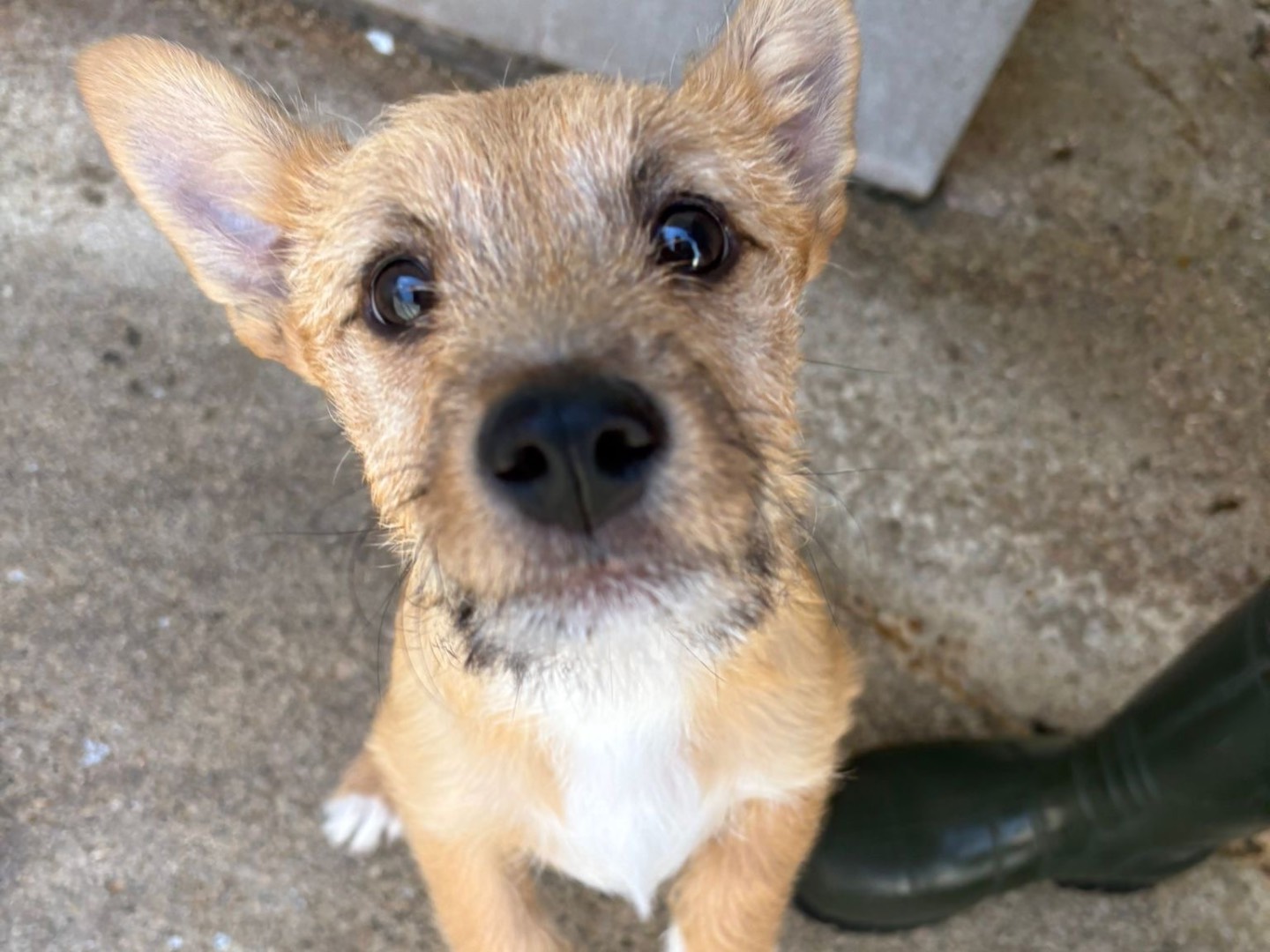 Adozione cane, maschio, Razza sconosciuta Razza sconosciuta, 4 mesi, taglia media contenuta, Avellino