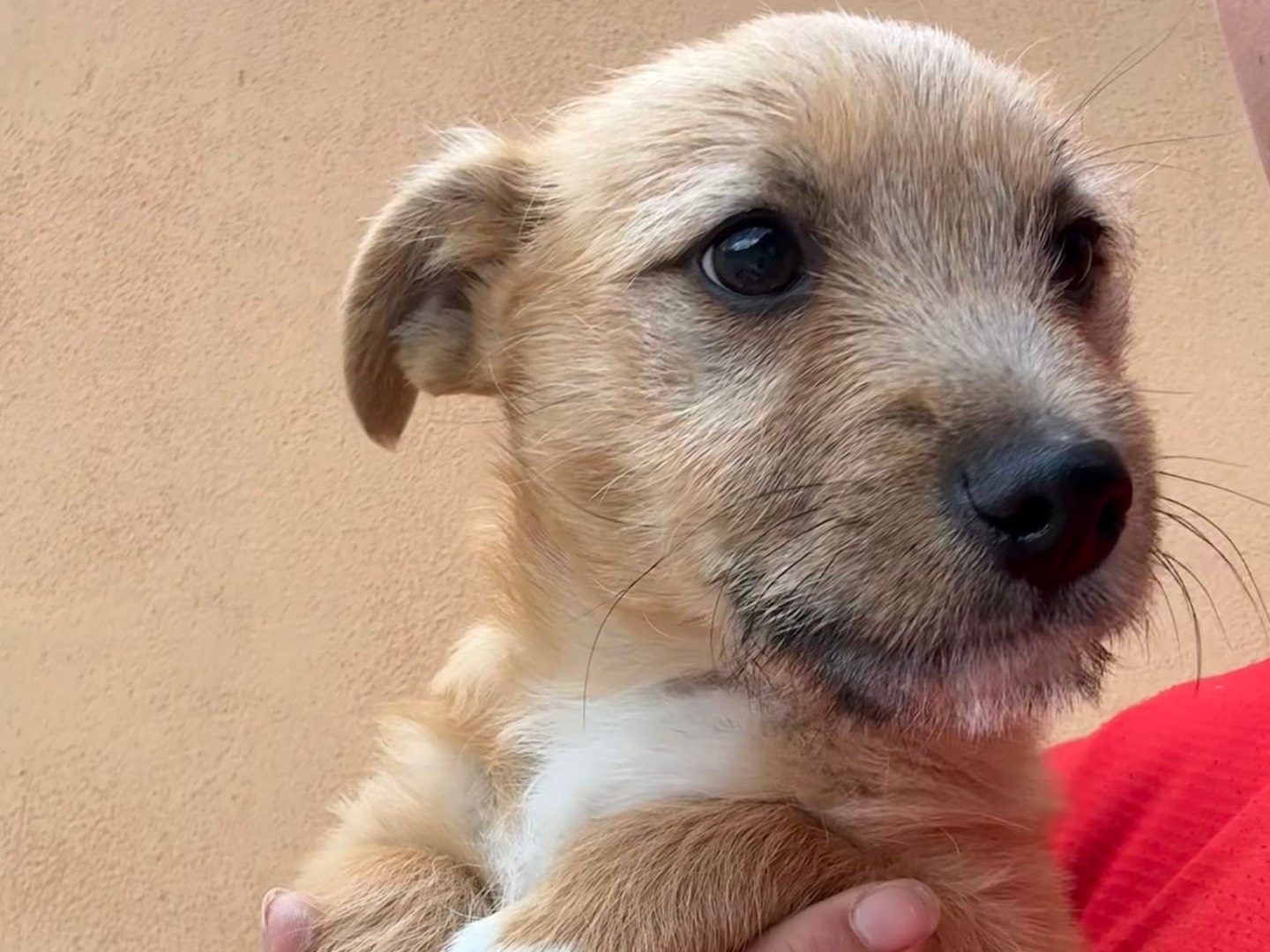 Adotta un cane, taglia media contenuta, maschio, Avellino