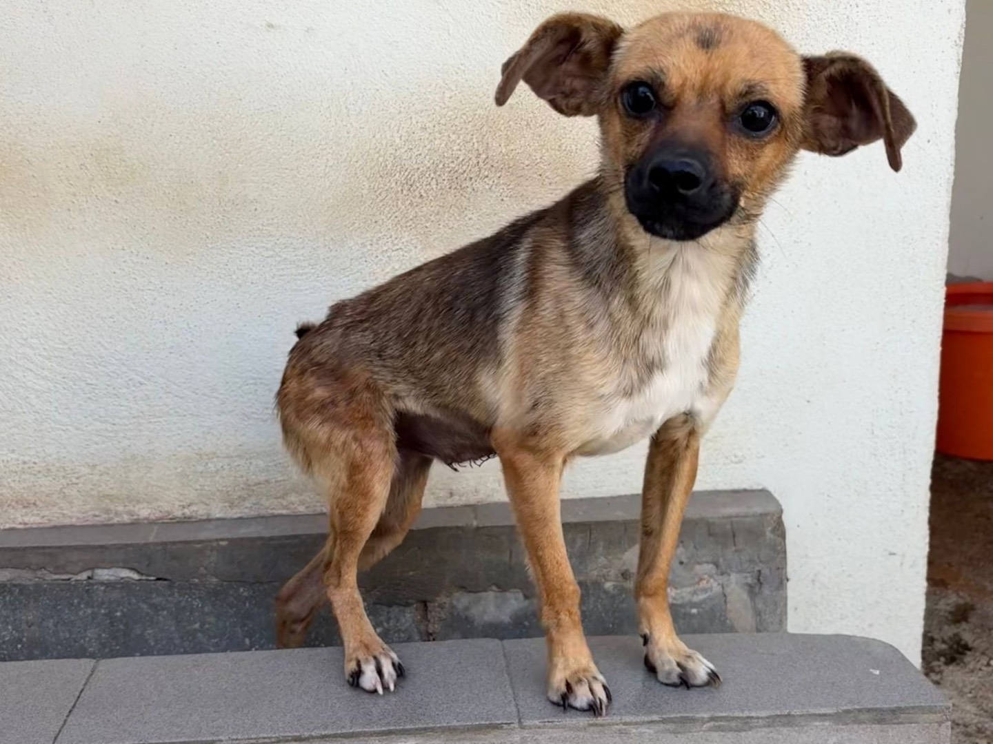 Adozione cane, femmina, Razza sconosciuta Razza sconosciuta, 2 anni e 4 mesi, taglia piccola, Avellino