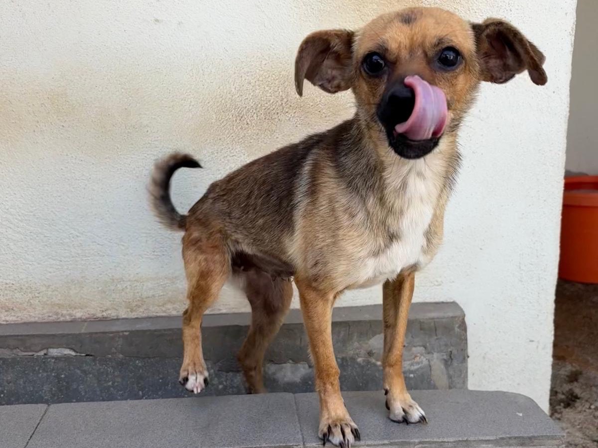 Adotta un cane, taglia piccola, femmina, Avellino