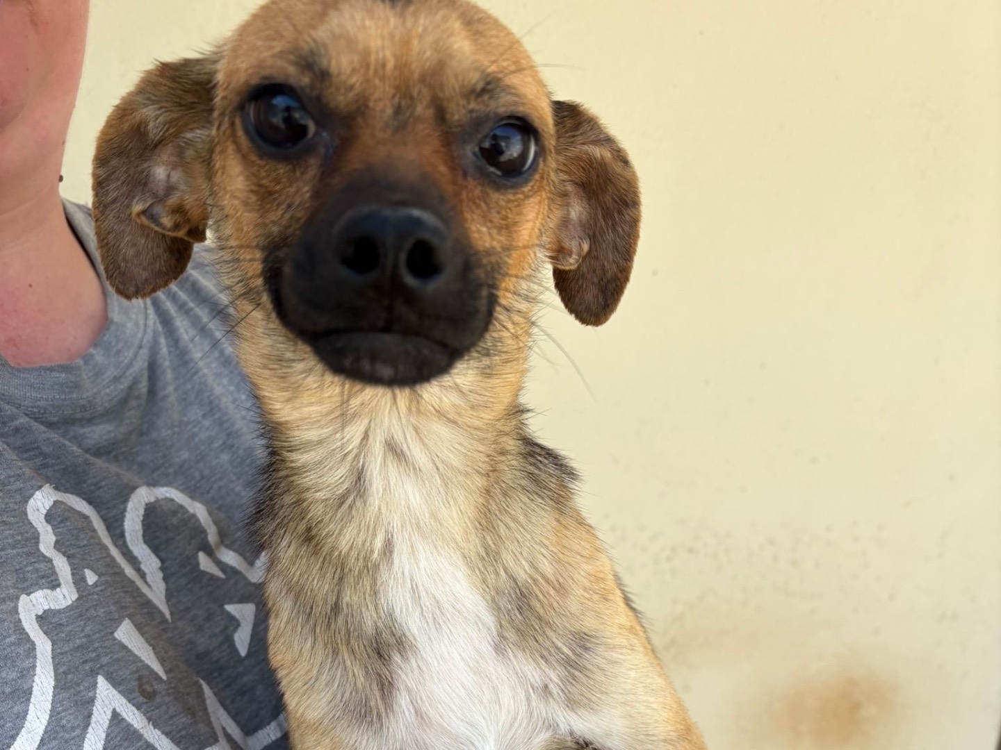 Vuoi adottare un cane a Avellino?