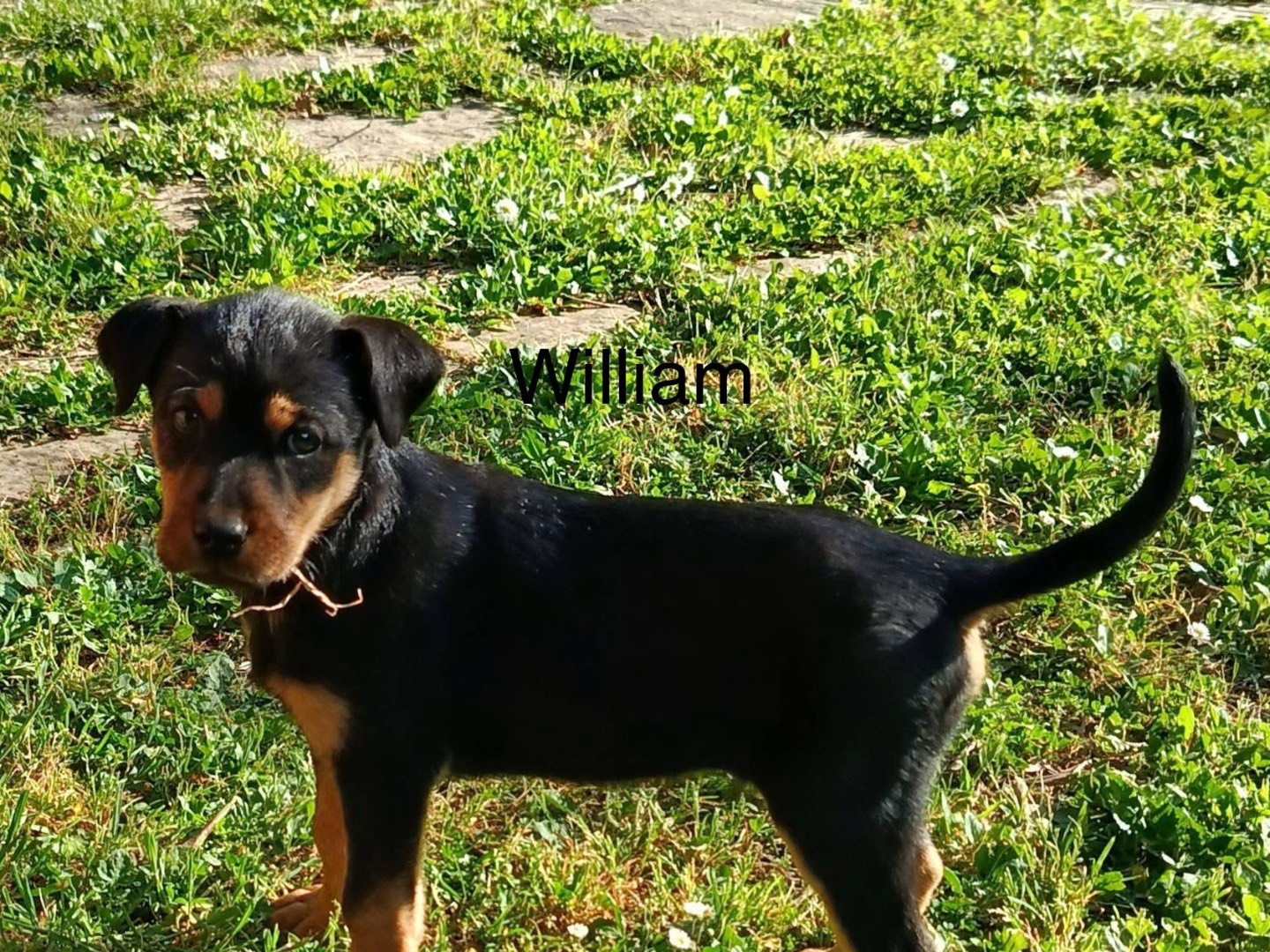 Adotta un cane, maschio, 3 mesi, Avellino