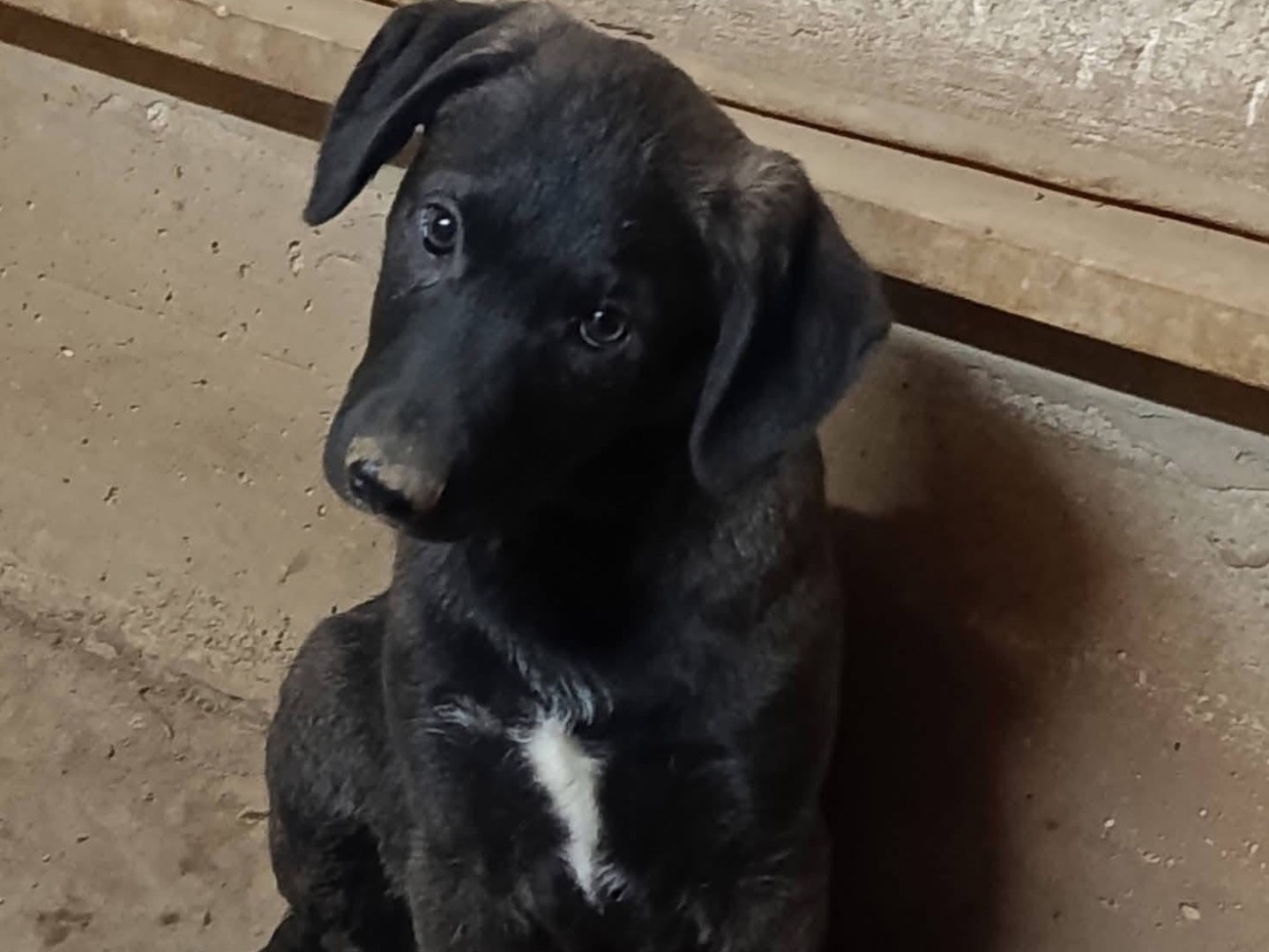 Adozione cane, maschio, Razza sconosciuta Razza sconosciuta, 3 mesi, taglia media, Avellino