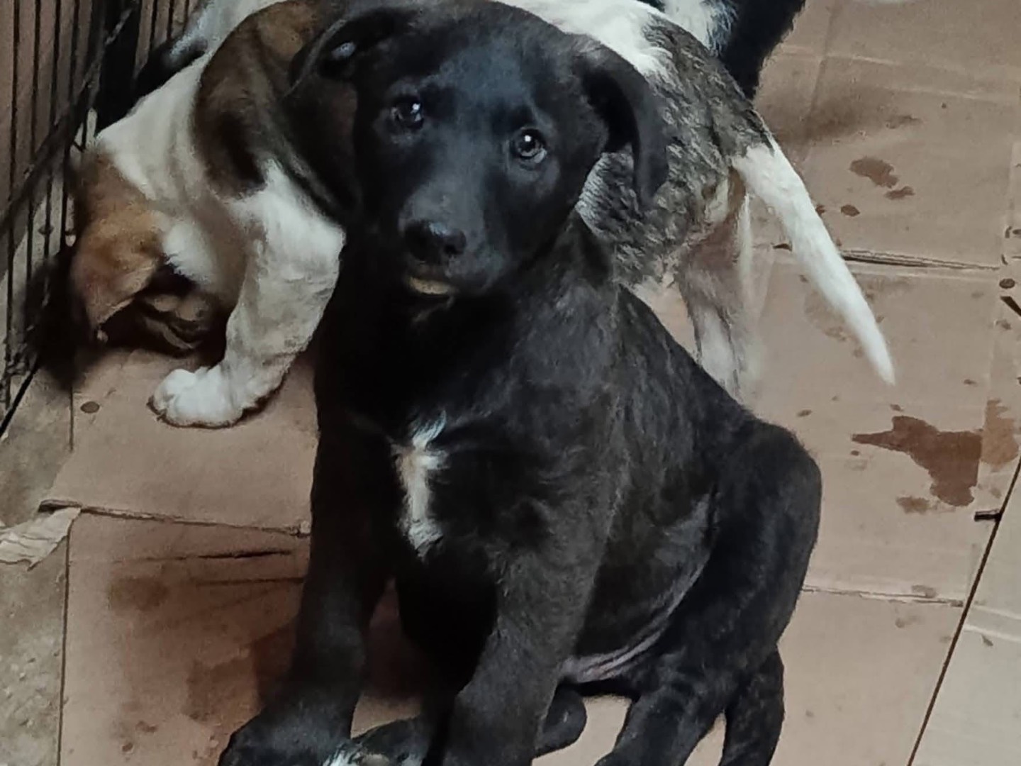Adotta un cane, maschio, 3 mesi, Avellino