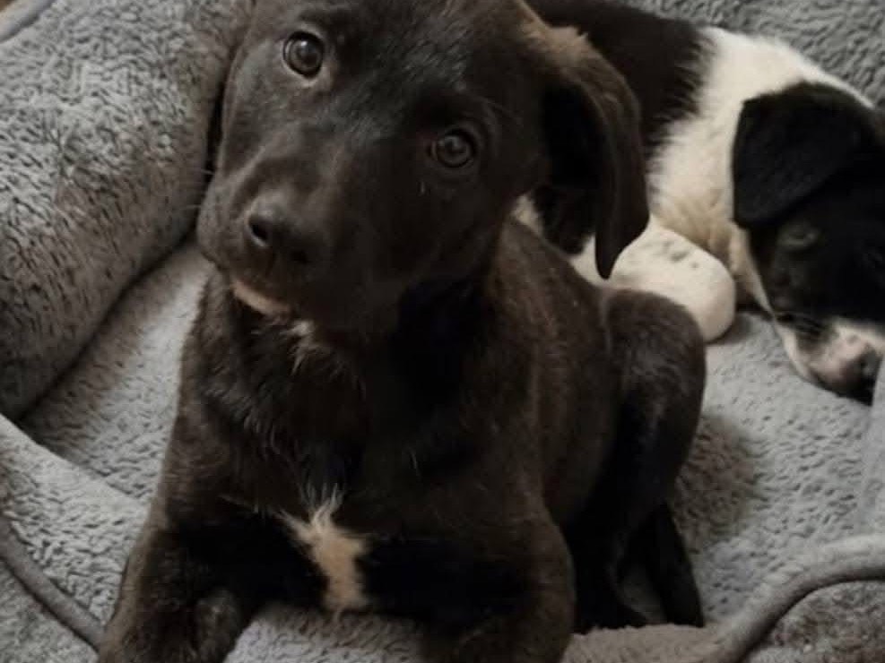 Adotta un cane, taglia media, maschio, Avellino