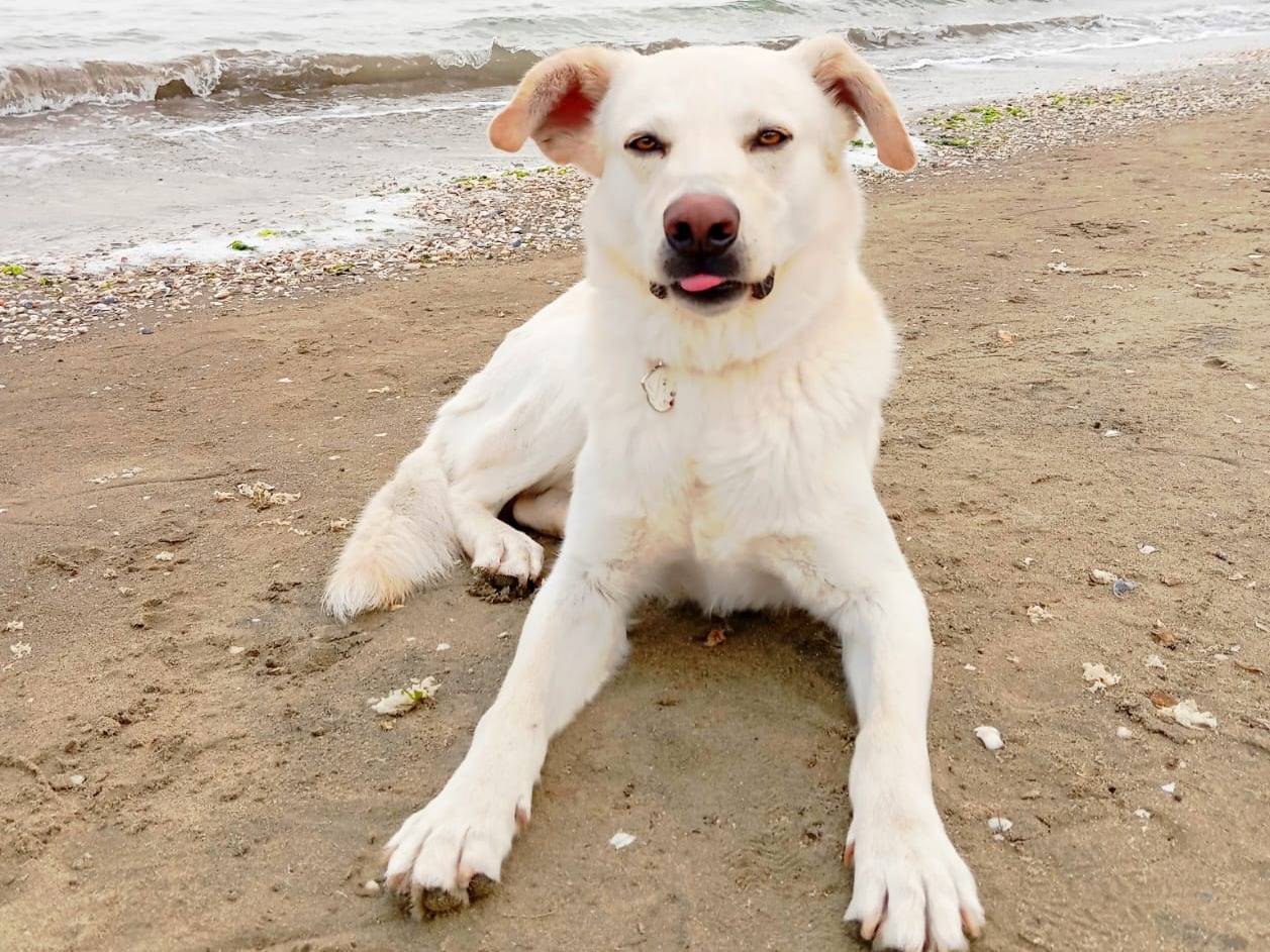 Adotta un cane, taglia media, maschio, Milano