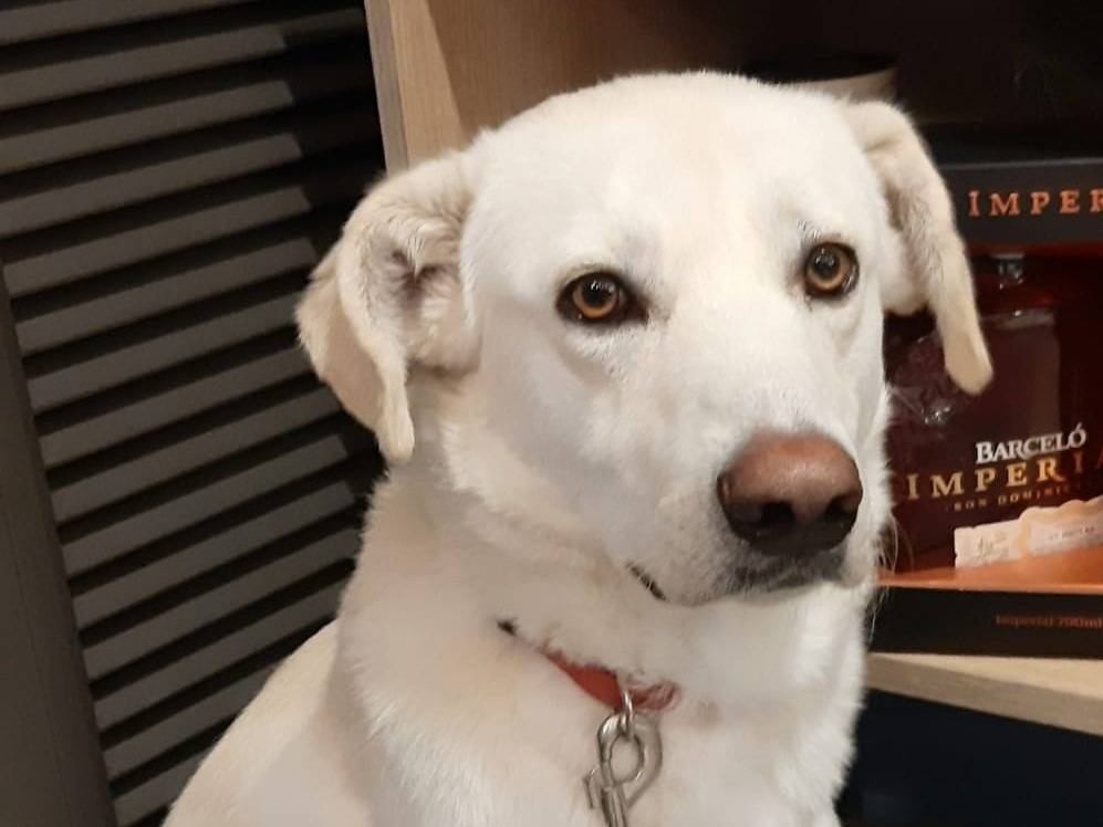 Adotta il cane Orio a Milano