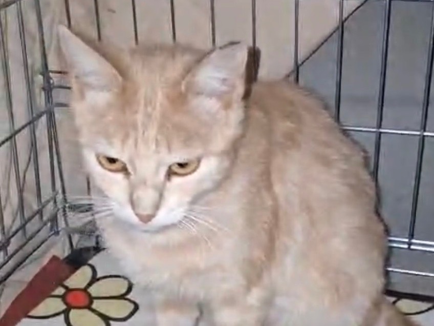 Adotta un gatto, taglia non valida, maschio, Torino