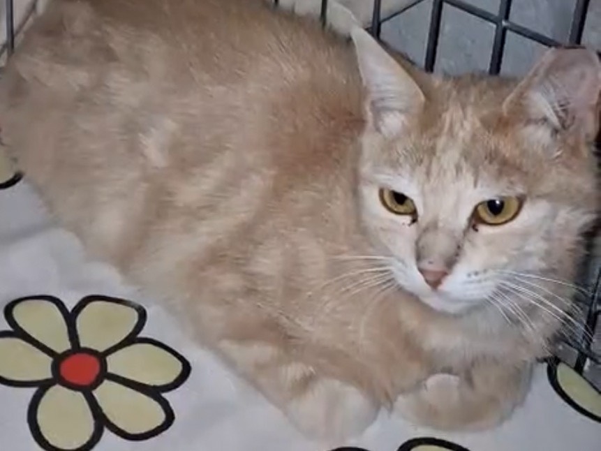 Adozione gatto, maschio, Razza sconosciuta Razza sconosciuta, 7 mesi, taglia non valida, Torino