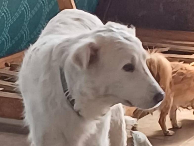 Adotta un cane, taglia gigante, maschio, Mantova