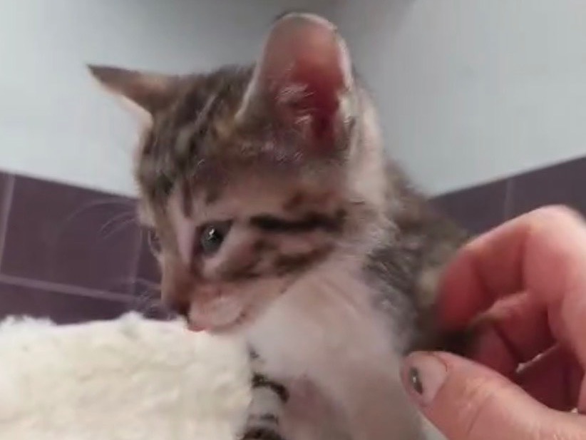 Adozione gatto, maschio, Razza sconosciuta Razza sconosciuta, 3 mesi, taglia non valida, Torino