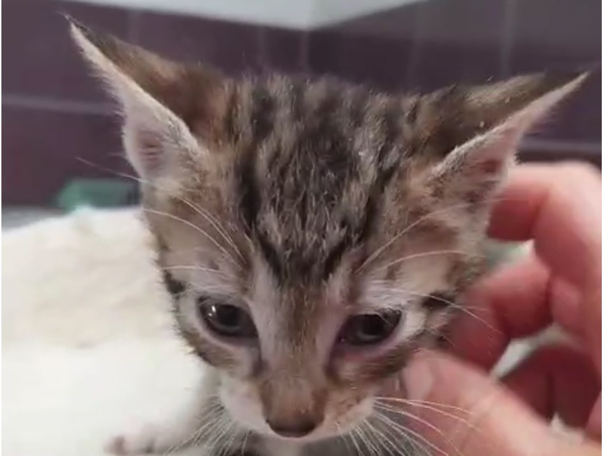 Adotta un gatto, maschio, 3 mesi, Torino