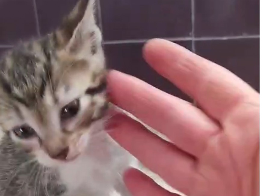 Adotta un gatto, taglia non valida, maschio, Torino