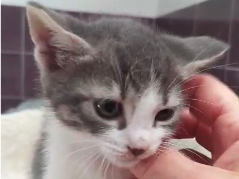 Adotta un gatto, maschio, 2 mesi, Torino