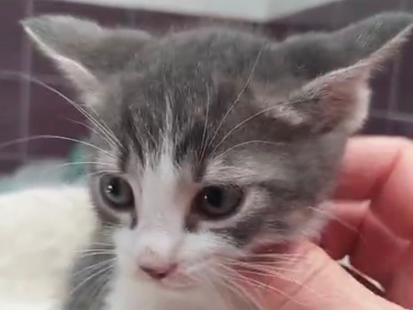 Adozione gatto, maschio, Razza sconosciuta Razza sconosciuta, 2 mesi, taglia non valida, Torino