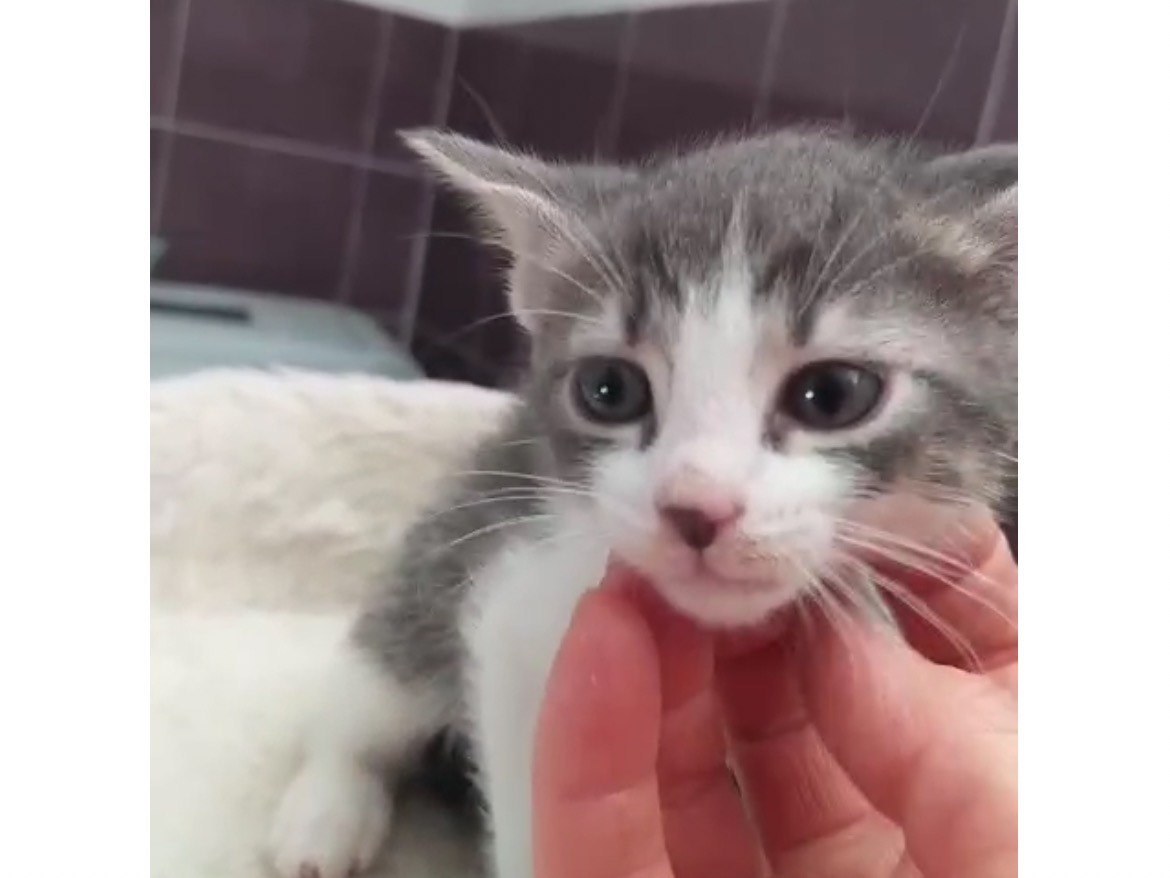 Adotta un gatto, taglia non valida, maschio, Torino