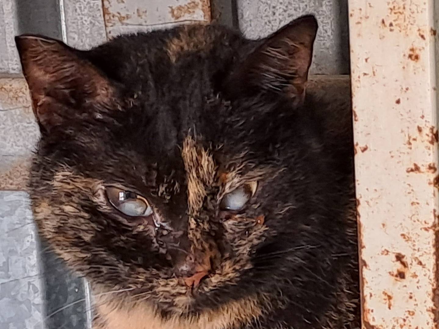 Adozione gatto, femmina, Razza sconosciuta Razza sconosciuta, 6 anni e 1 mese, taglia non valida, Imperia