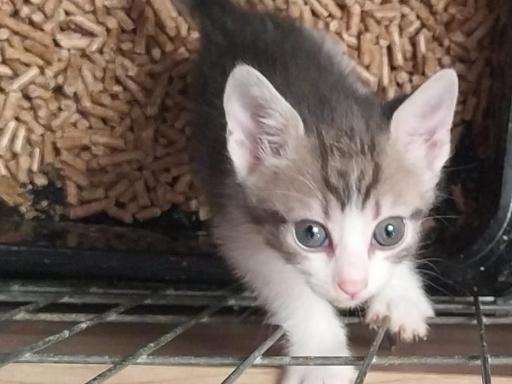Adozione gatto, femmina, Razza sconosciuta Razza sconosciuta, 2 mesi, taglia non valida, Torino