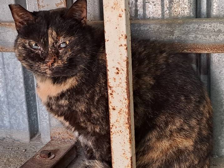 Adotta un gatto, taglia non valida, femmina, Imperia