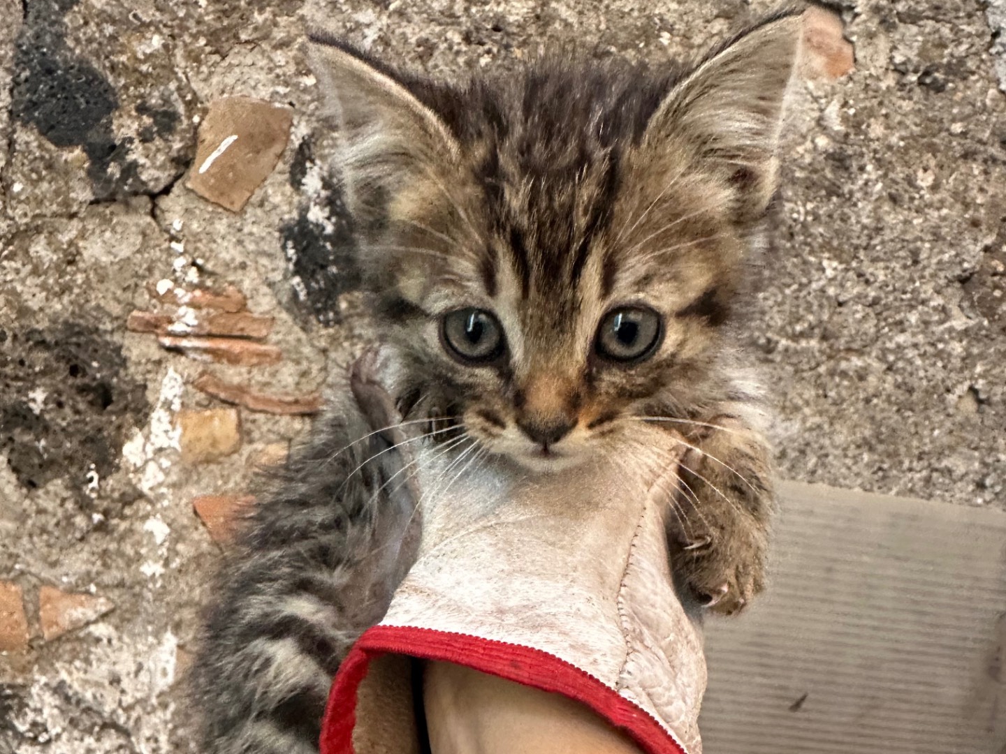 Adotta un gatto, maschio, 2 mesi, Milano