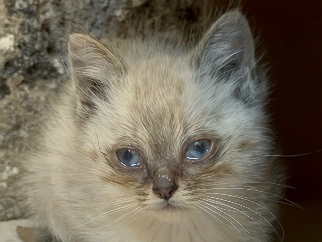 Adozione gatto, maschio, Razza sconosciuta Razza sconosciuta, 2 mesi, taglia non valida, Milano