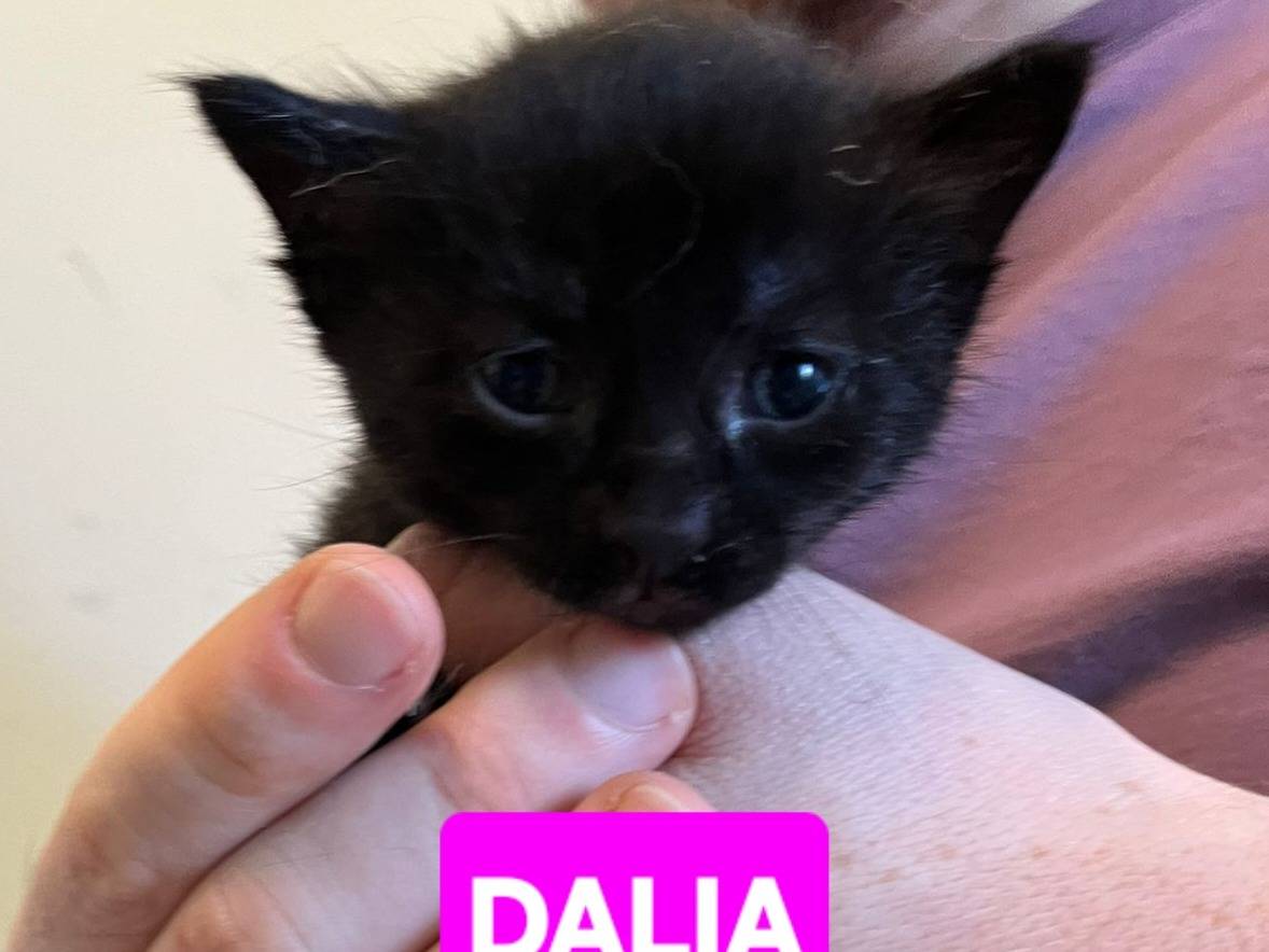 Adotta un gatto, taglia non valida, femmina, Brescia