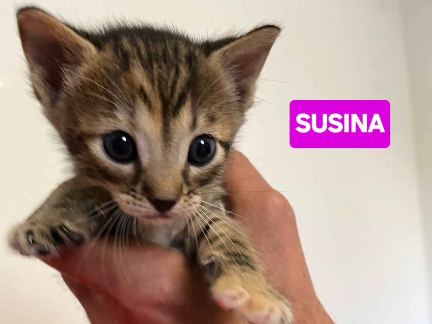 Vuoi adottare un gatto a Brescia?