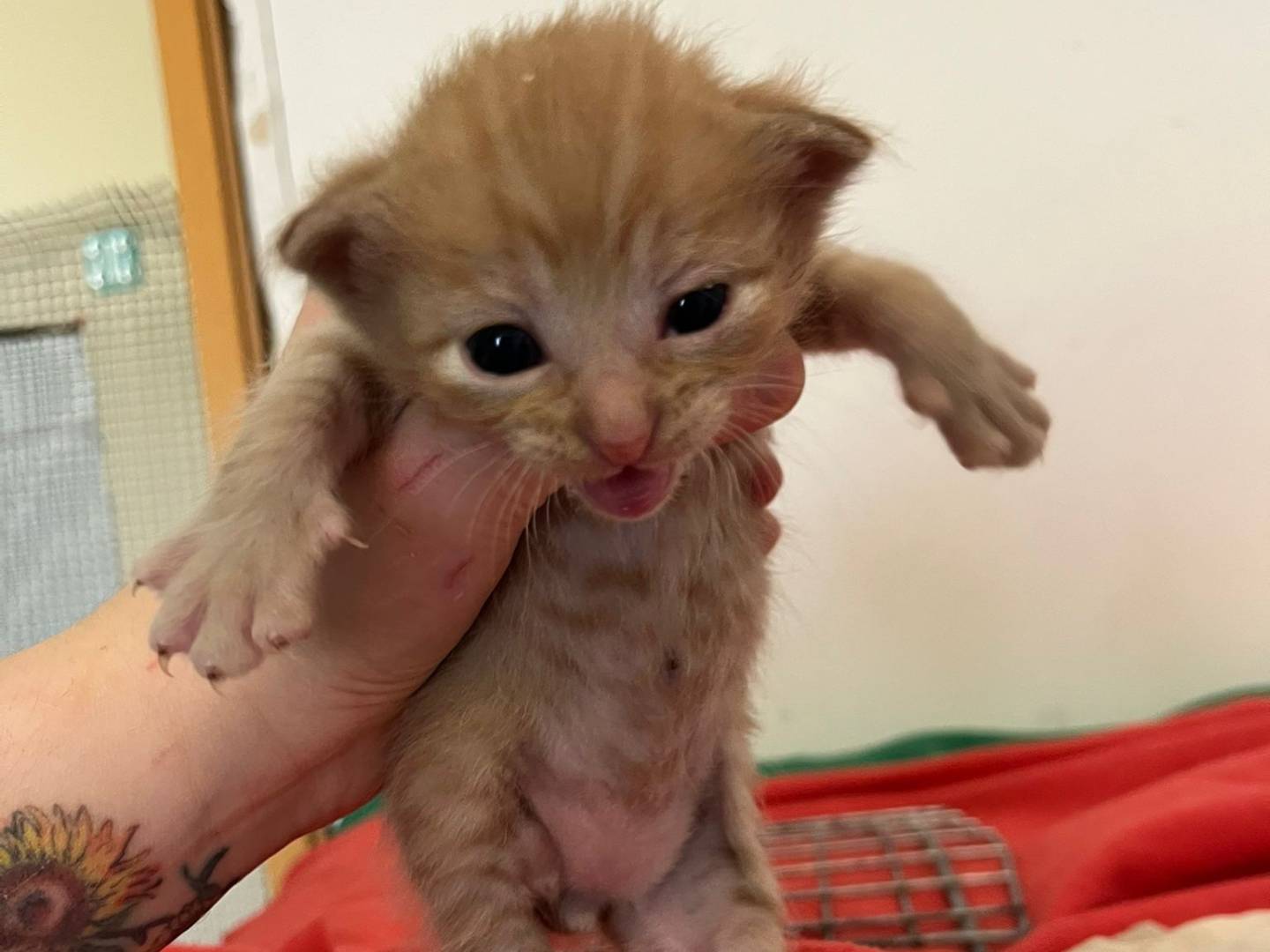 Adotta il gatto Angioletti a Brescia