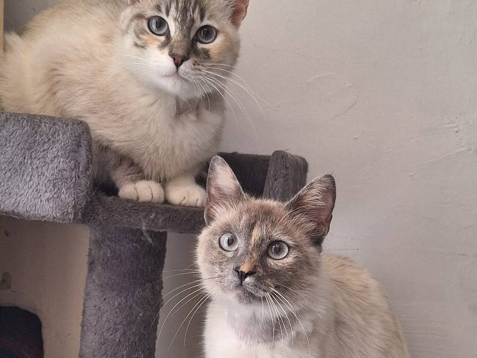 Adotta un gatto, femmina, 1 anno, Milano