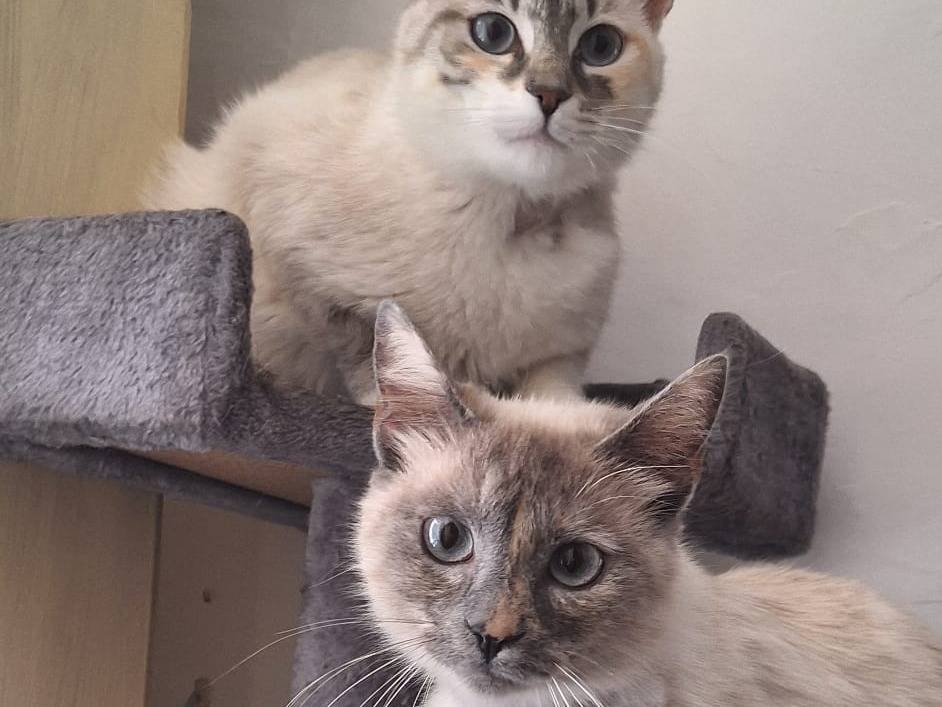 Adotta un gatto, taglia non valida, femmina, Milano