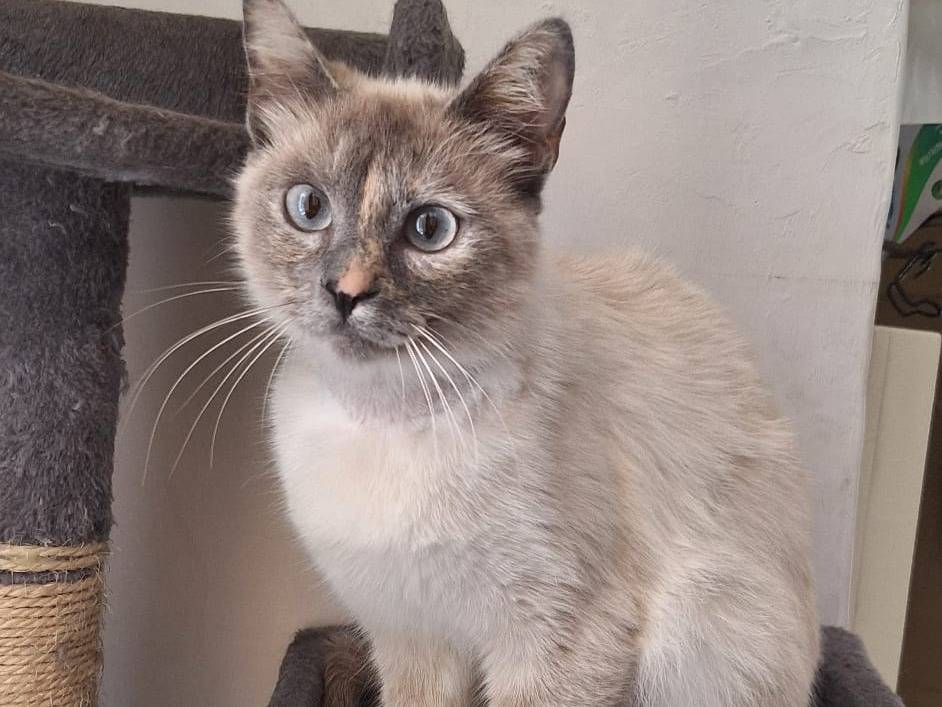 Vuoi adottare un gatto a Milano?