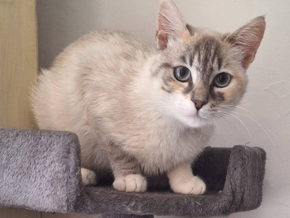 Adotta il gatto Crystal e Perla  a Milano