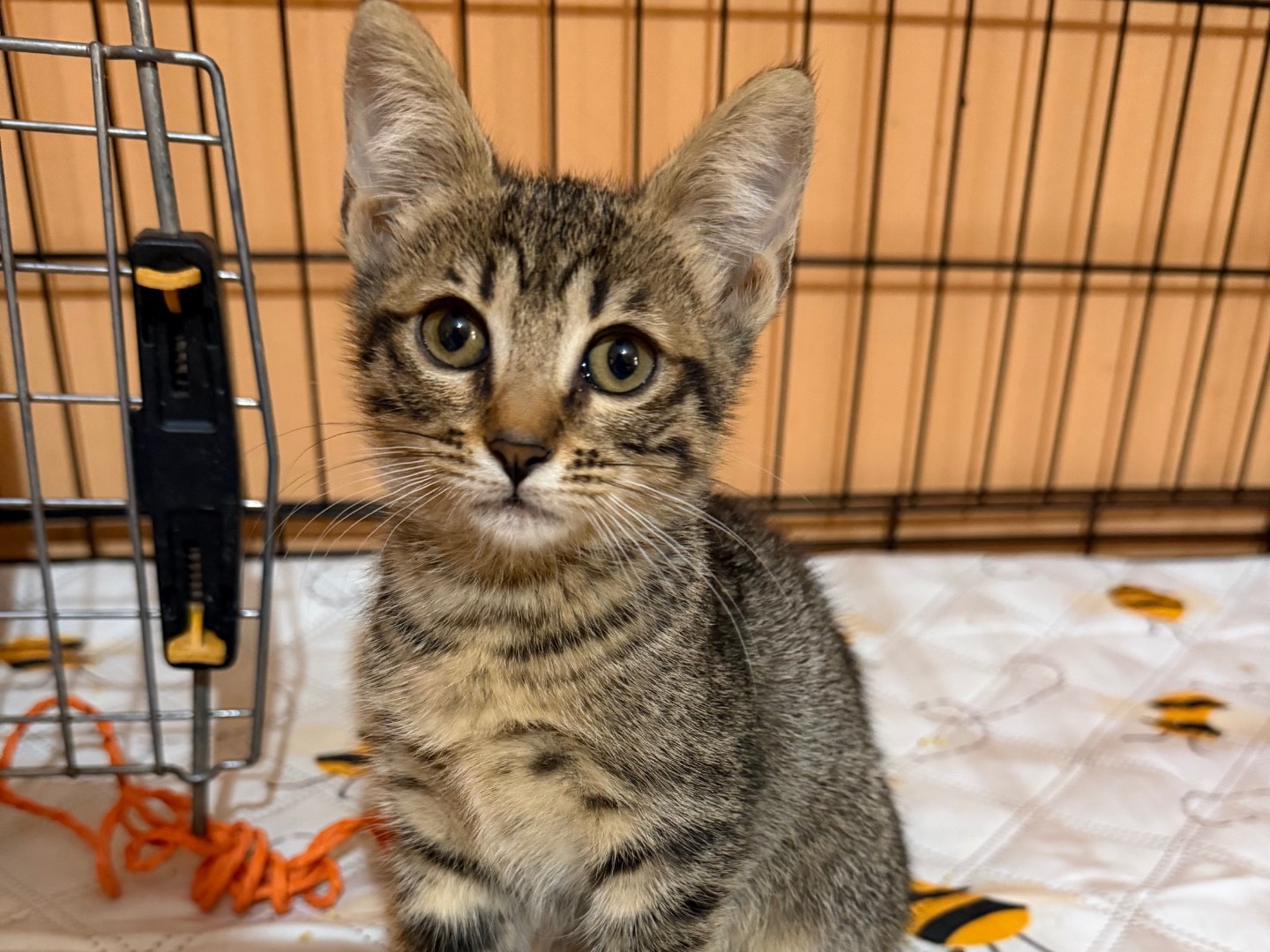 Adotta un gatto, femmina, 2 mesi, Forl