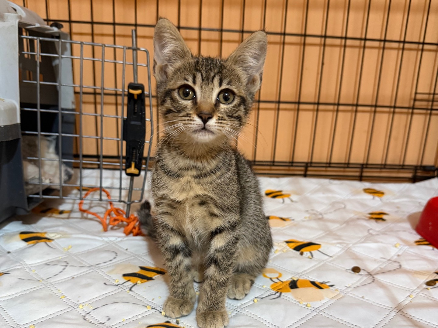 Adozione gatto, femmina, Razza sconosciuta Razza sconosciuta, 2 mesi, taglia non valida, Forl