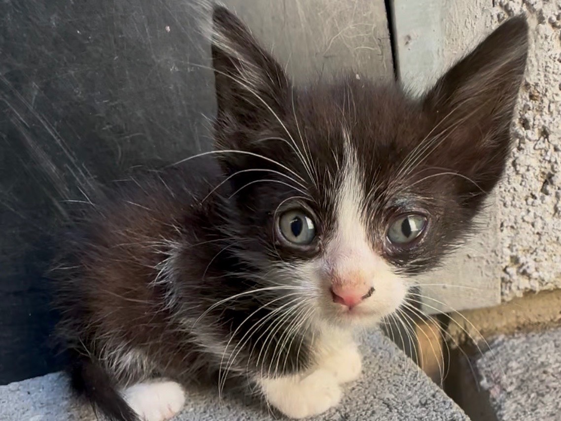 Adozione gatto, femmina, Razza sconosciuta Razza sconosciuta, 1 mesi, taglia non valida, Milano