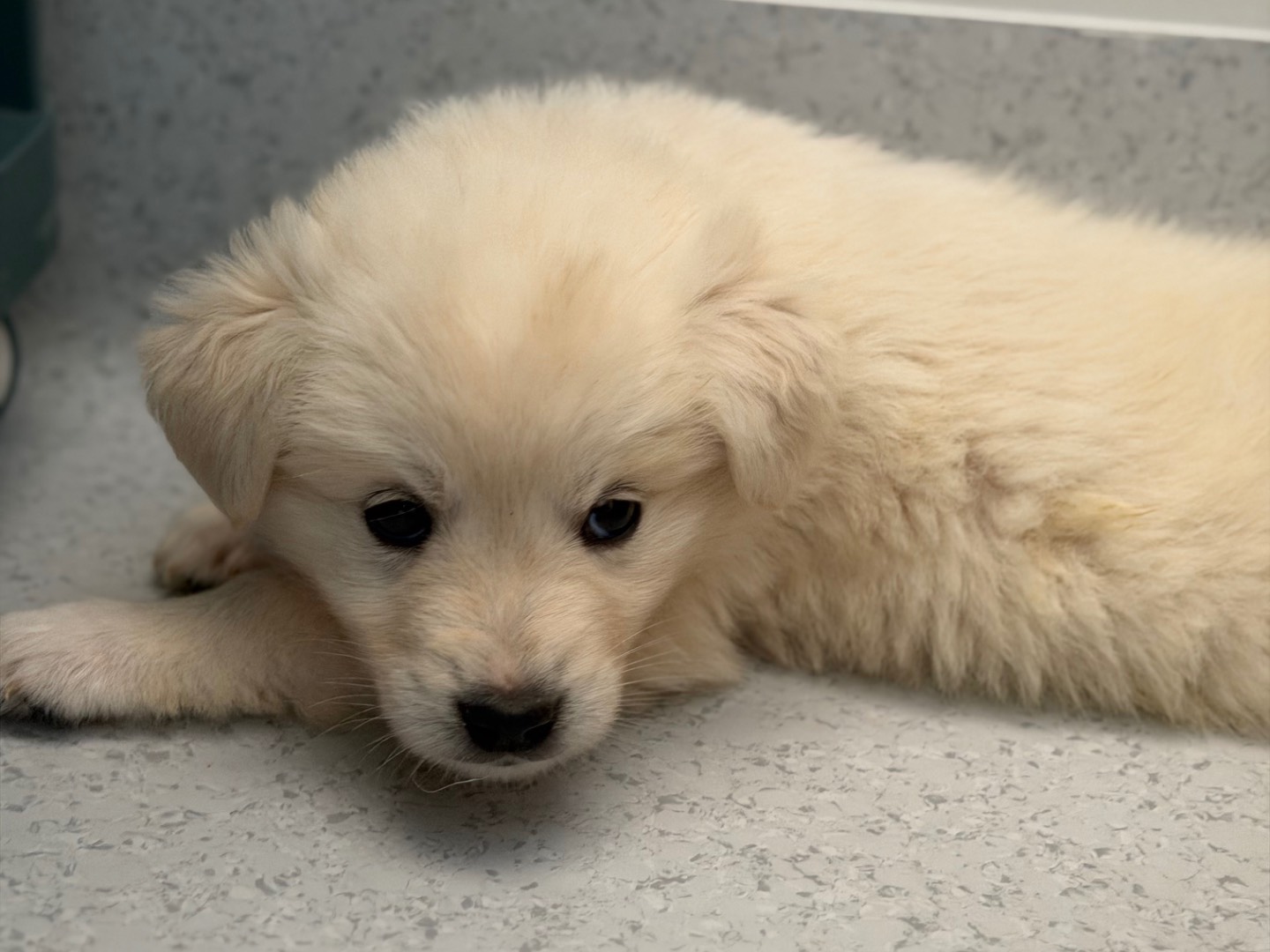 Adozione cane, femmina, Razza sconosciuta Razza sconosciuta, 1 mesi, taglia media, Milano