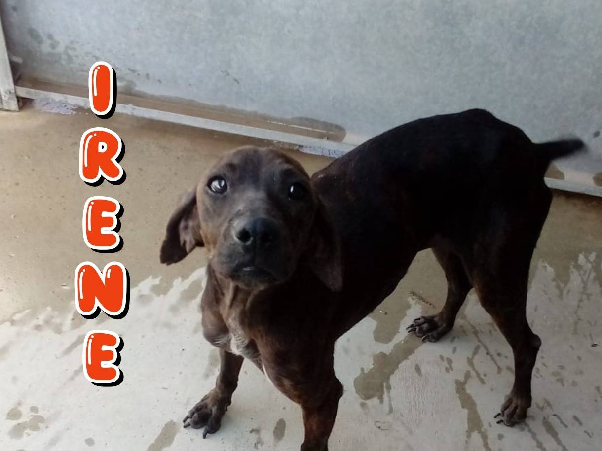 Adozione cane, femmina, Razza sconosciuta Razza sconosciuta, 4 anni e 1 mese, taglia piccola, Viterbo
