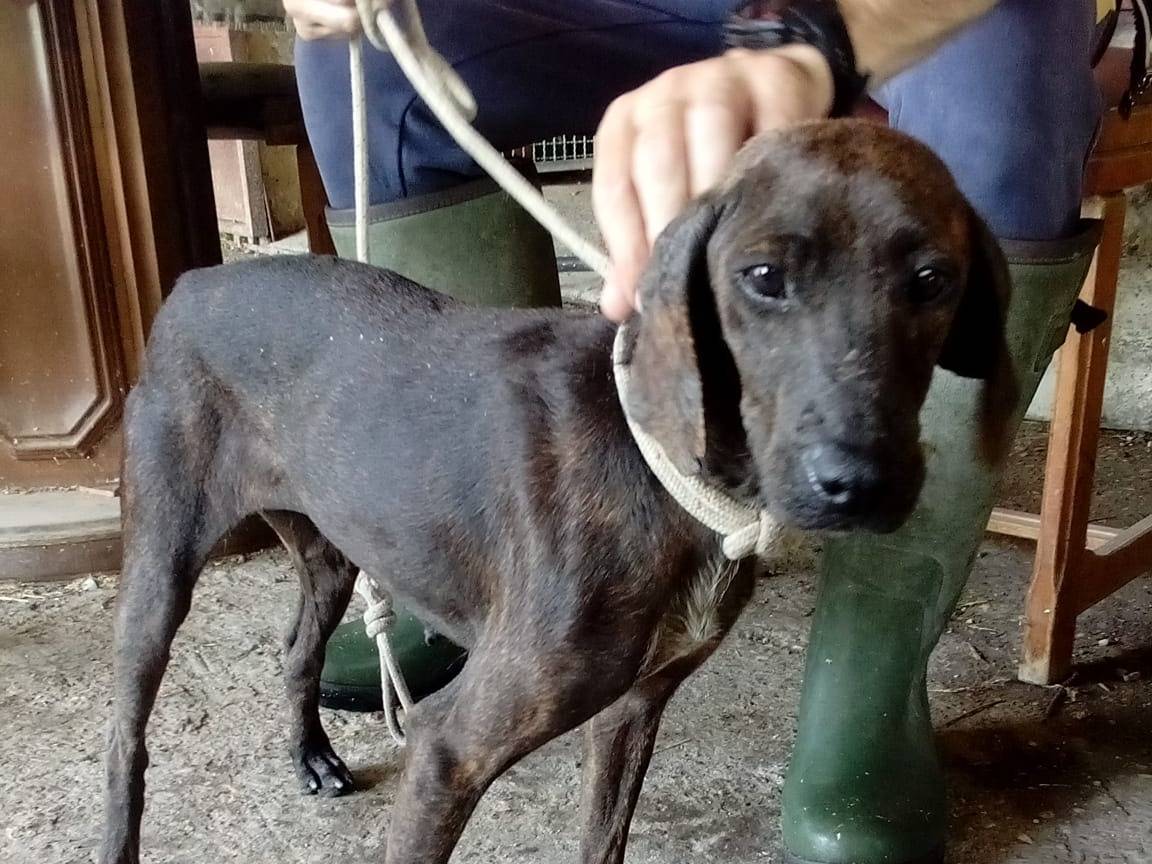 Adotta un cane, taglia piccola, femmina, Viterbo