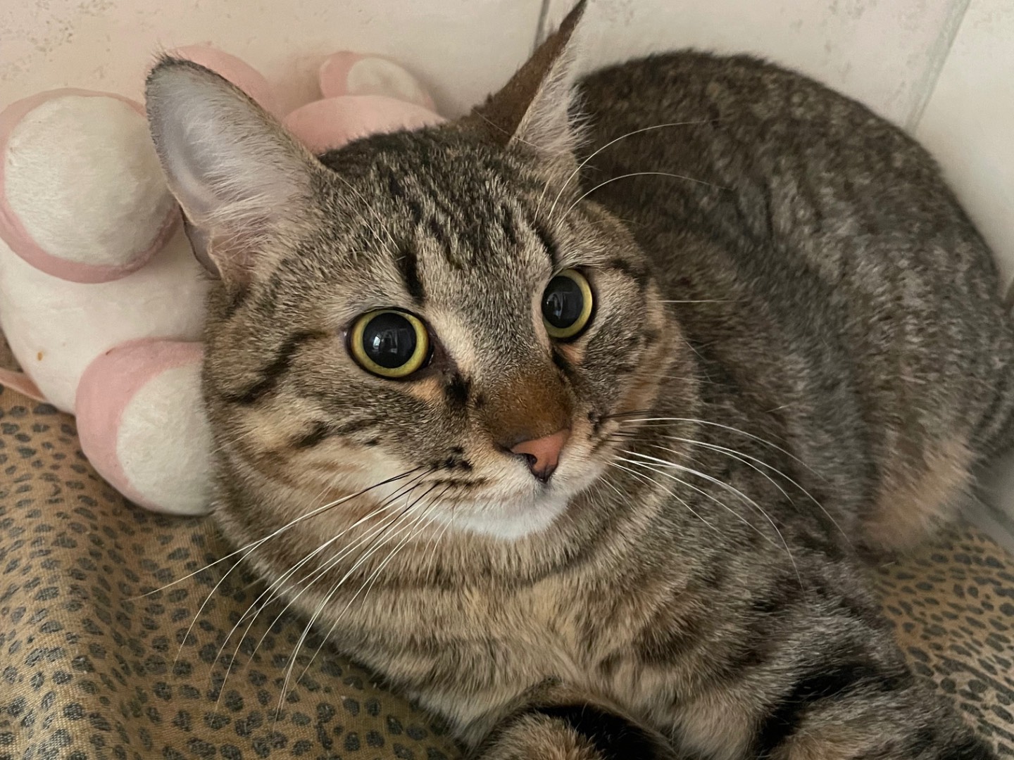 Adotta un gatto, maschio, 1 anno e 2 mesi, Milano
