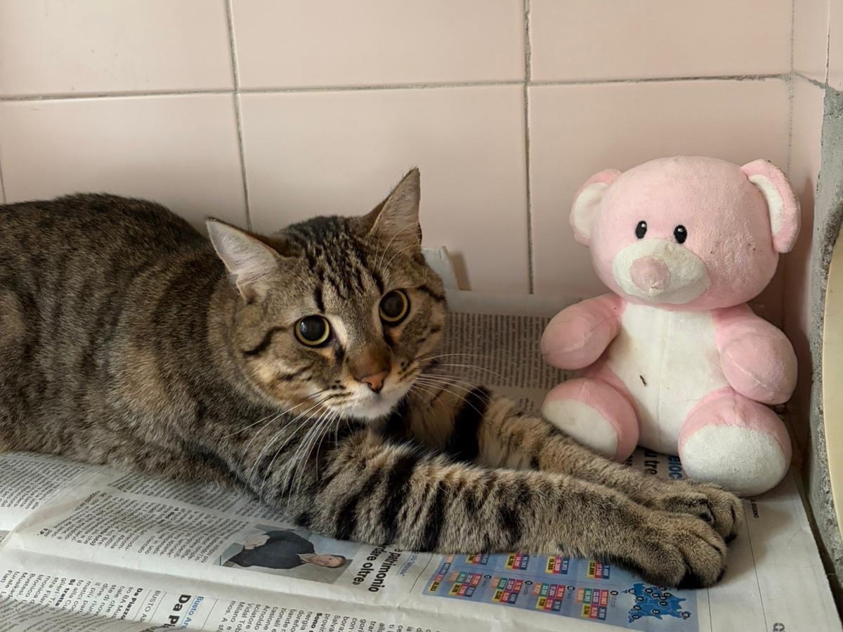 Adozione gatto, maschio, Razza sconosciuta Razza sconosciuta, 1 anno e 2 mesi, taglia non valida, Milano