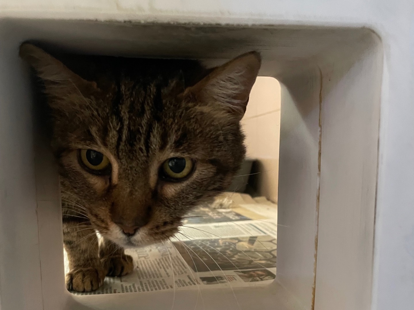 Adotta un gatto, femmina, 12 anni e 4 mesi, Milano