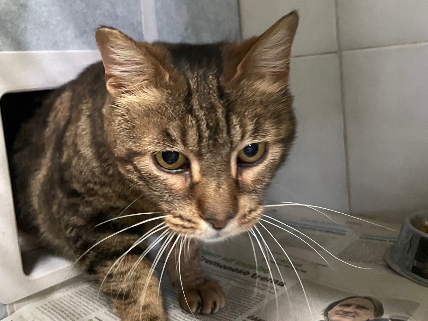 Adotta un gatto, taglia non valida, femmina, Milano