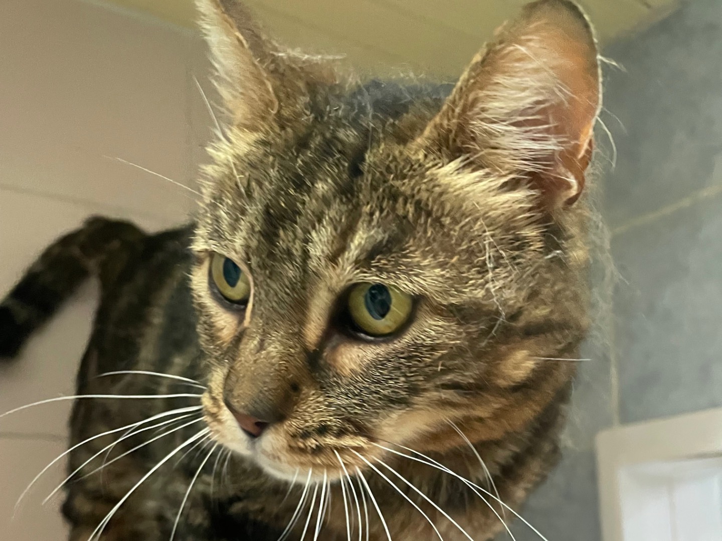 Adozione gatto, femmina, Razza sconosciuta Razza sconosciuta, 12 anni e 4 mesi, taglia non valida, Milano