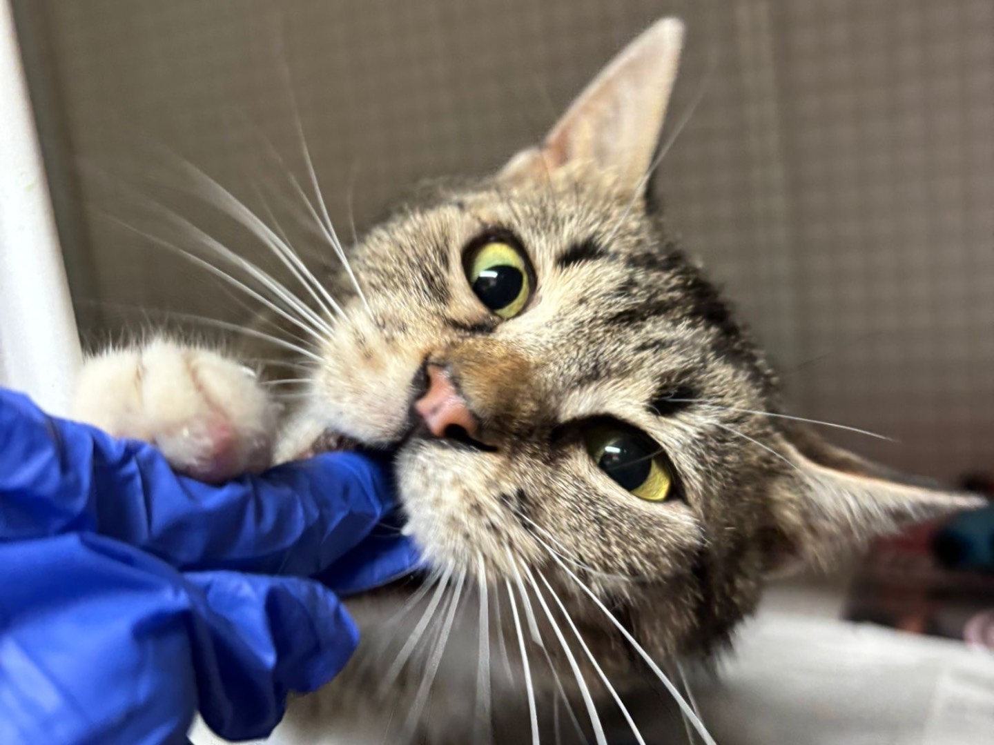 Adozione gatto, femmina, Razza sconosciuta Razza sconosciuta, 4 anni, taglia non valida, Milano