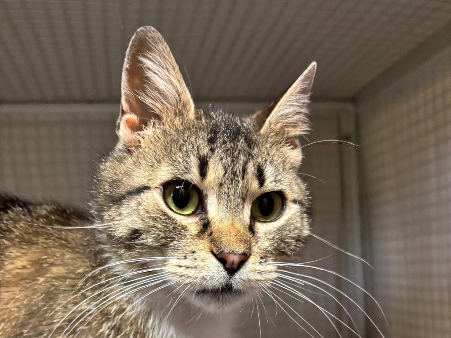 Adotta un gatto, femmina, 4 anni, Milano