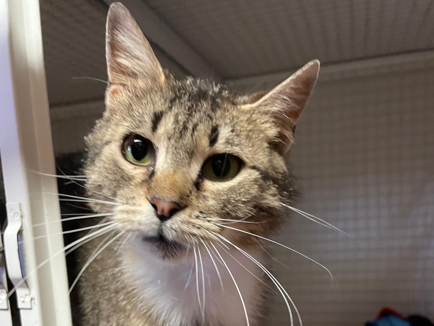 Adotta un gatto, taglia non valida, femmina, Milano