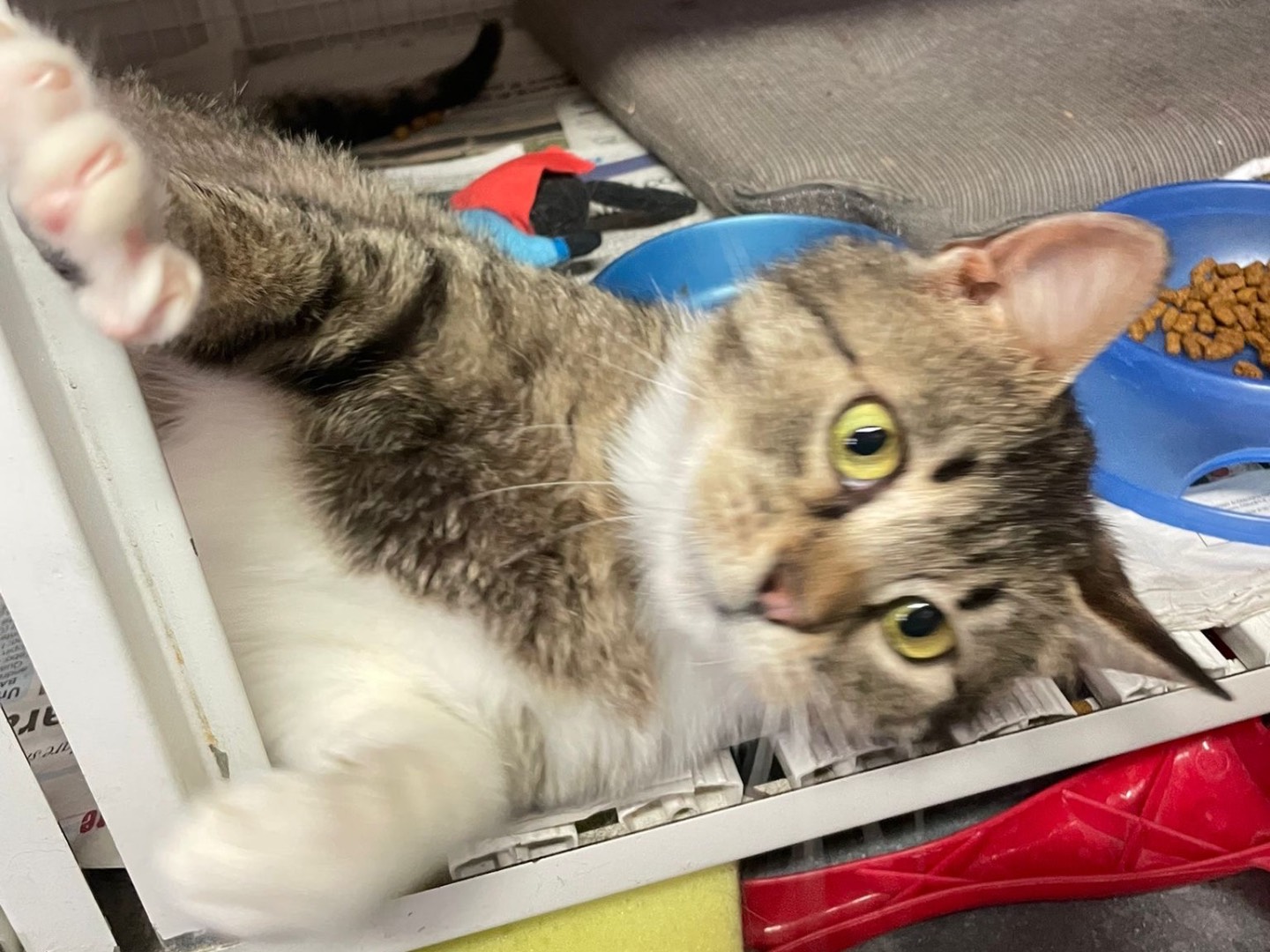 Vuoi adottare un gatto a Milano?